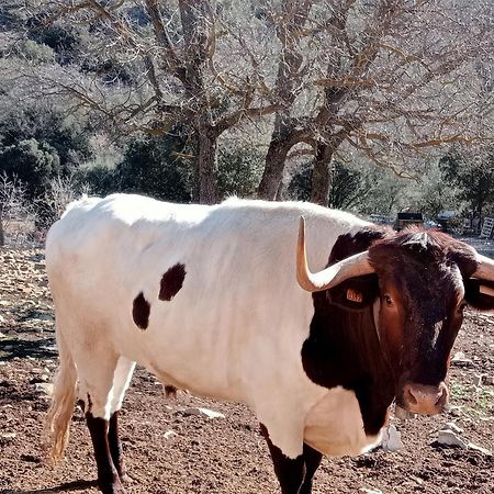 Camping Casa Fausto Cerca De Dinopolis Formiche Alto Dış mekan fotoğraf