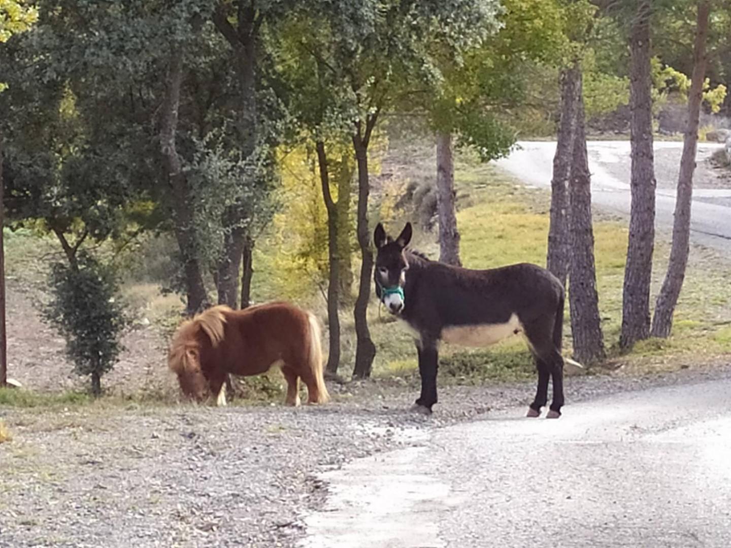 Camping Casa Fausto Cerca De Dinopolis Formiche Alto Dış mekan fotoğraf