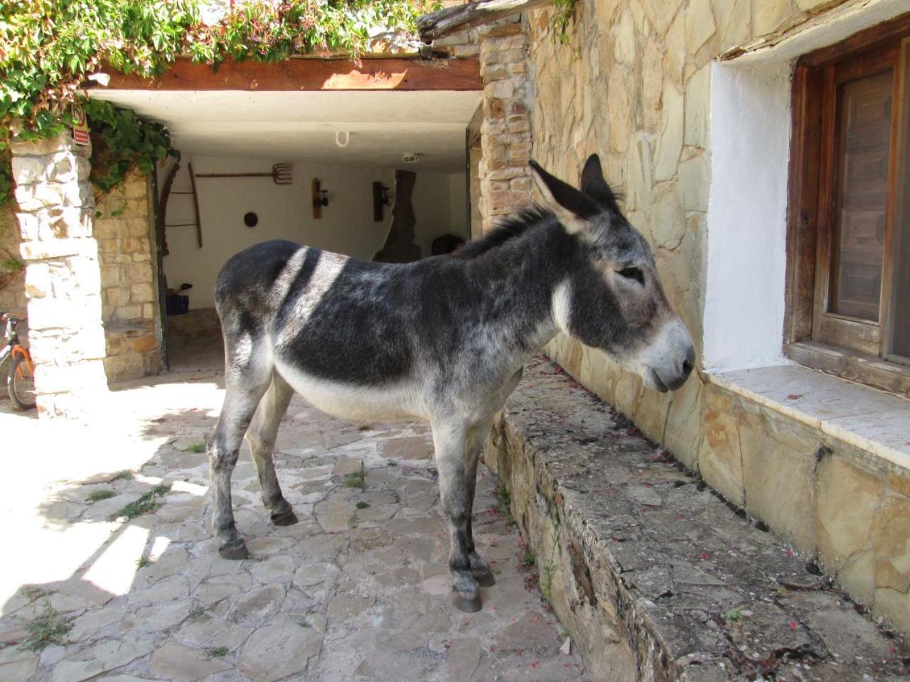 Camping Casa Fausto Cerca De Dinopolis Formiche Alto Dış mekan fotoğraf